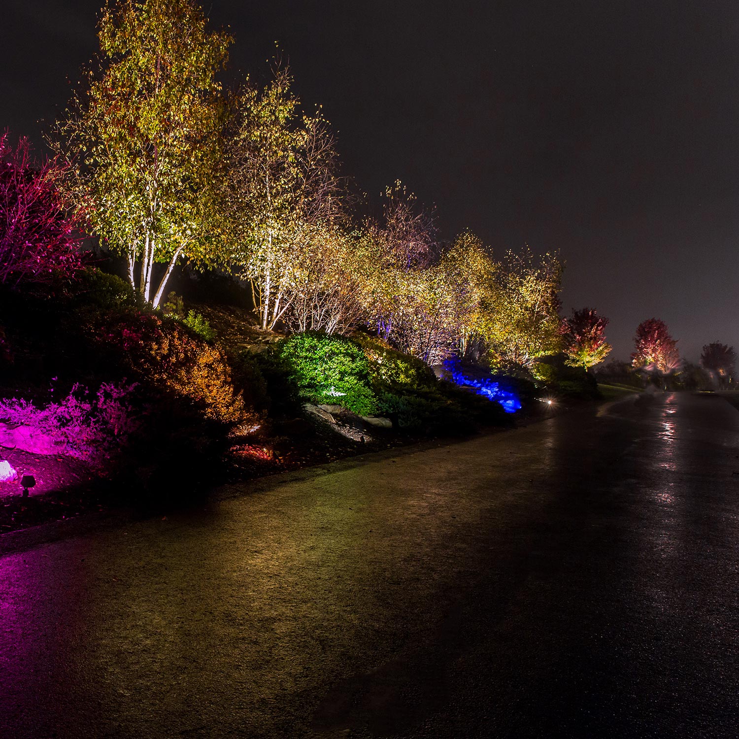 Row of trees illuminated with vibrant multicolored spotlights along a dark driveway